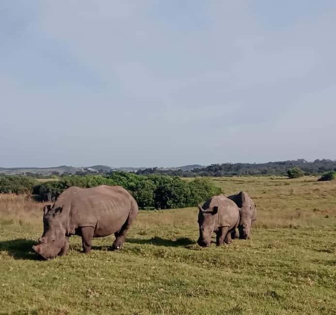 Port Elizabeth:Kragga Kamma Private game reserve safari - The Experience Provider