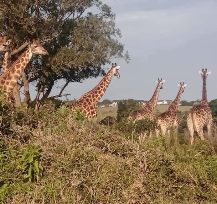 Port Elizabeth:Kragga Kamma Private game reserve safari - Who This Tour Is Best For