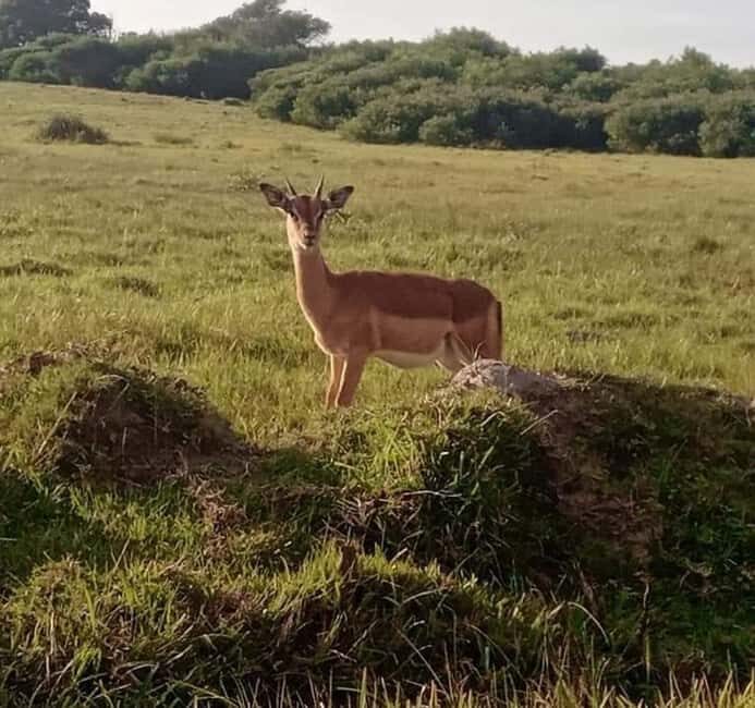 Port Elizabeth:Kragga Kamma Private game reserve safari - Frequently Asked Questions