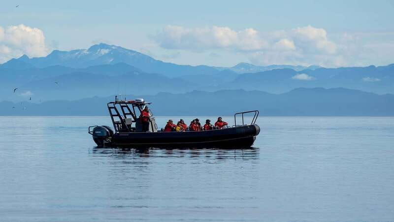 port-hardy-sea-otter-and-whale-watching