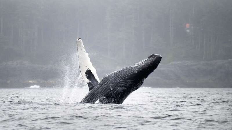 port-hardy-sea-otter-and-whale-watching