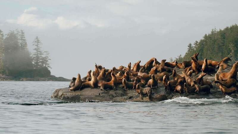 port-hardy-sea-otter-and-whale-watching