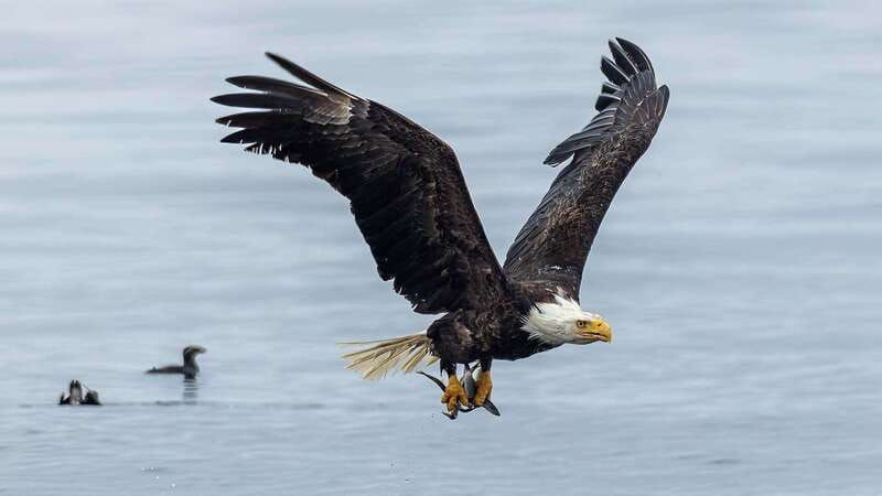 port-hardy-sea-otter-and-whale-watching