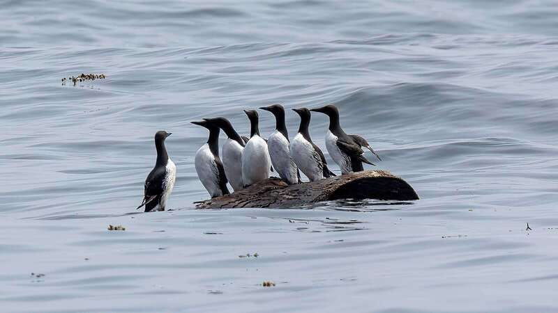 port-hardy-sea-otter-and-whale-watching
