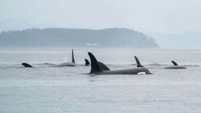 port-hardy-sea-otter-and-whale-watching