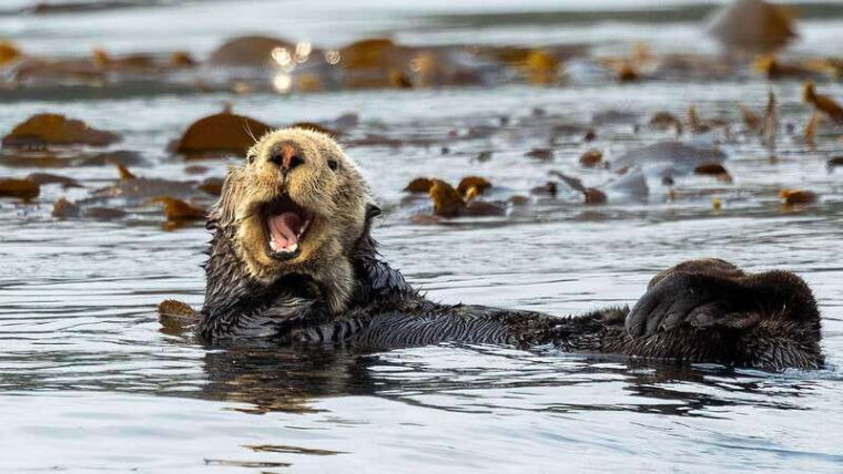 port-hardy-sea-otter-and-whale-watching