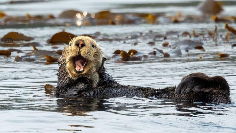 port-hardy-sea-otter-and-whale-watching