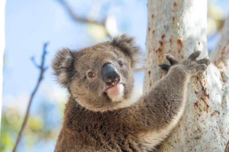 Port Lincoln Mikkira Station Wild Koala Safari Tour - Key Points