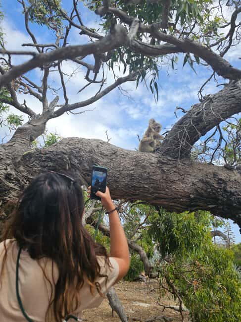 Port Lincoln Mikkira Station Wild Koala Safari Tour - What Makes This Tour Special?