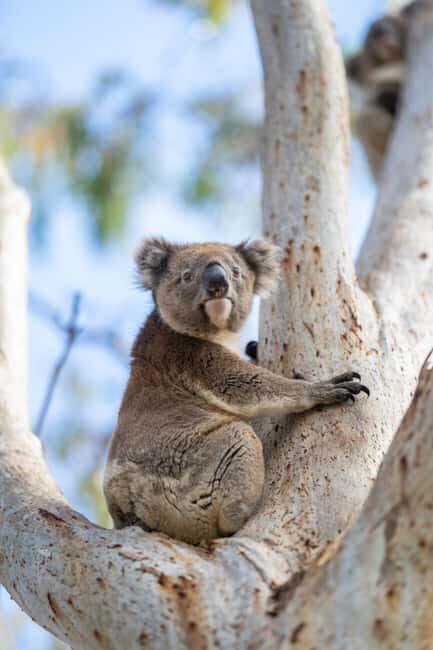 Port Lincoln Mikkira Station Wild Koala Safari Tour - Price and Value