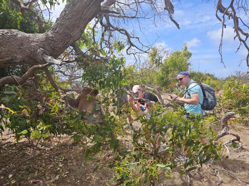 Port Lincoln Mikkira Station Wild Koala Safari Tour - Final Thoughts