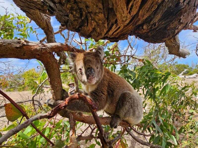 Port Lincoln Mikkira Station Wild Koala Safari Tour - FAQ