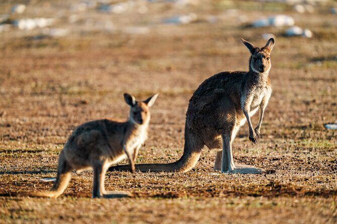 Port Lincoln National Park Half day Tour - Key Points