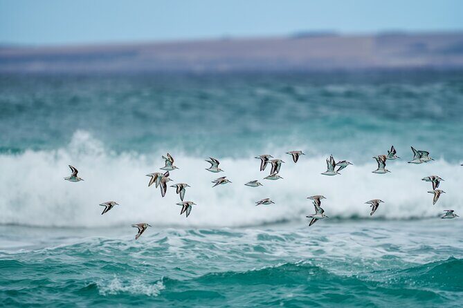 Port Lincoln National Park Half day Tour - Off-Road Adventure Through Limestone Coasts and Sand Dunes