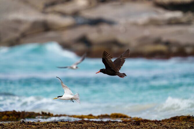 Port Lincoln National Park Half day Tour - Wildlife Encounters and Nature