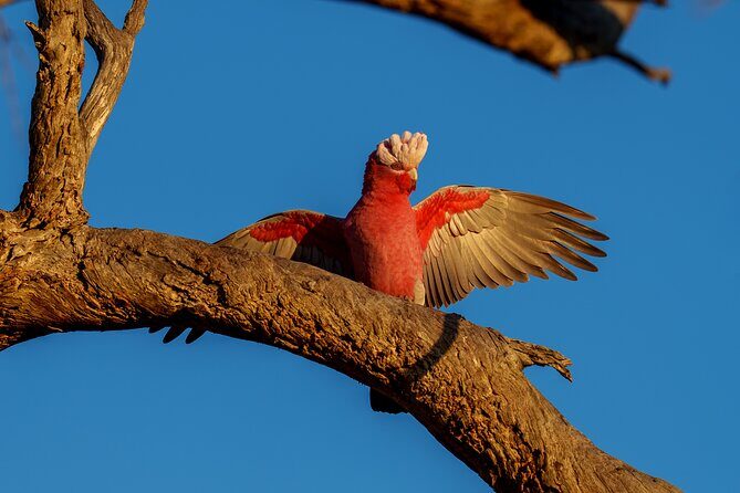 Port Lincoln National Park Half day Tour - Practical Details and Comfort