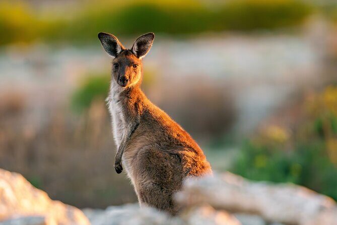 Port Lincoln National Park Half day Tour - Cost and Value