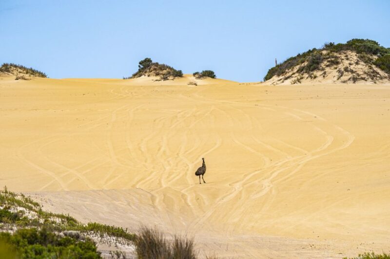Port Lincoln: Wildlife and Sightseeing Full-Day 4WD Tour - Key Points