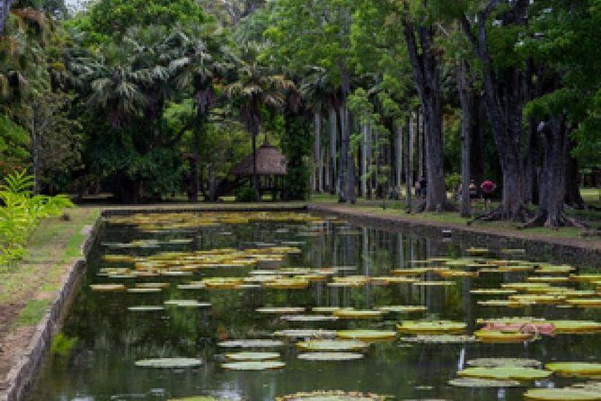 Port Louis and Pamplemousses Garden - A full day trip - The Sum Up