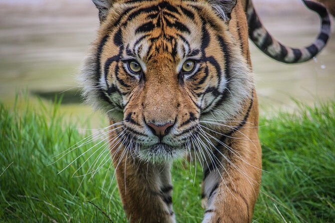 port-lympne-day-ticket