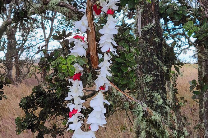 port-of-hilo-to-volcano-tour