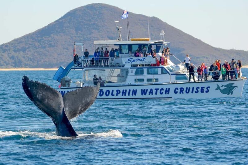 Port Stephens: 2.5-Hour Whale Watching & Outer Island Cruise - The Scenic Journey & Wildlife Sightings