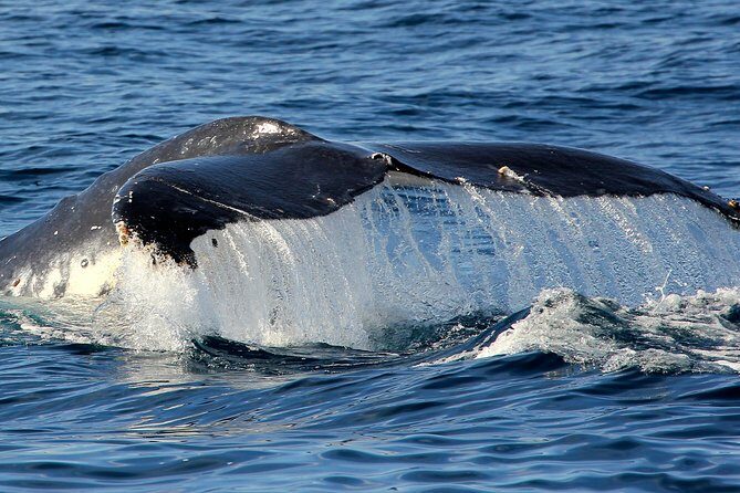 Port Stephens 3 Hour Whale and Dolphin Watch Cruise - The Value of the Experience