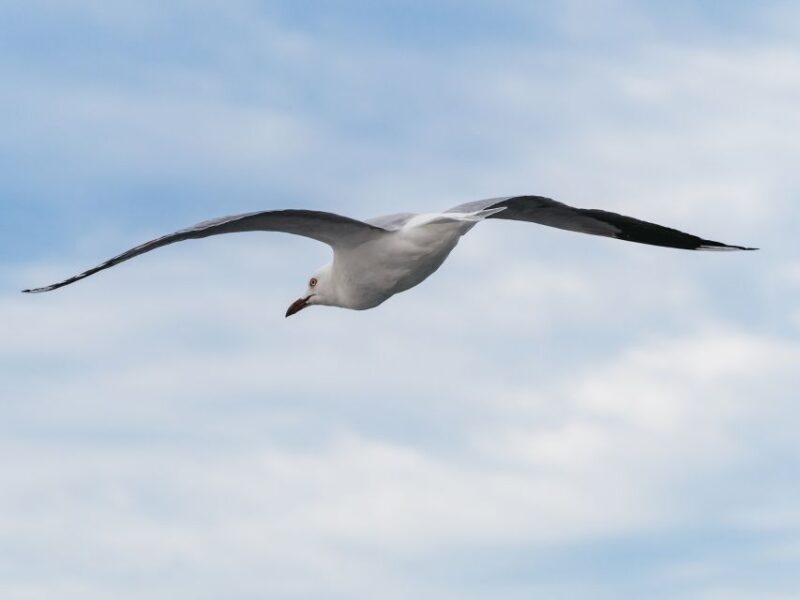 Port Stephens: Dolphin Watching Cruise - A Relaxed Introduction to Port Stephens Marine Life