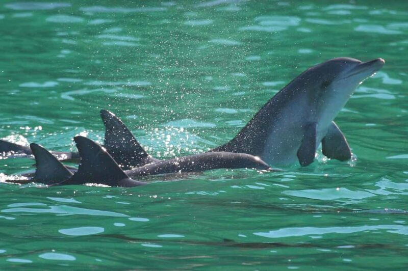 Port Stephens: Dolphin Watching Cruise - Authentic Experiences from Guest Reviews