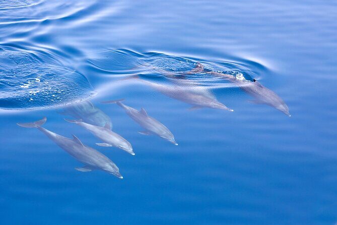 Port Stephens Experience: Incredible Adventure, Wild by Nature - Final Thoughts