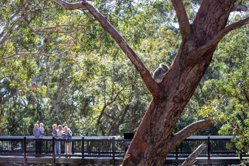 Port Stephens: Koala Sanctuary General Admission Ticket - An In-Depth Look at What to Expect