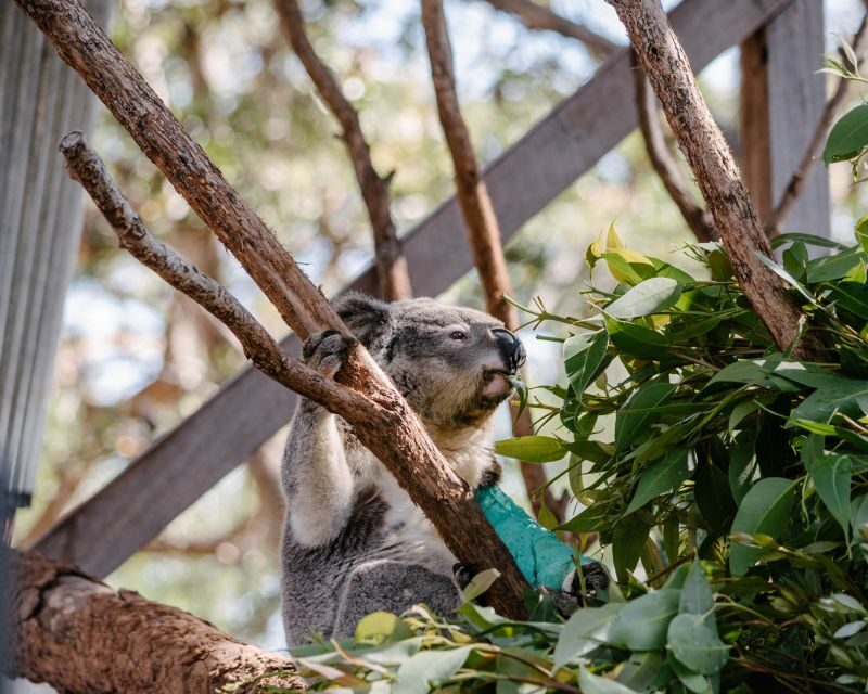 Port Stephens: Koala Sanctuary General Admission Ticket - Final Thoughts: Who Will Love This Experience?