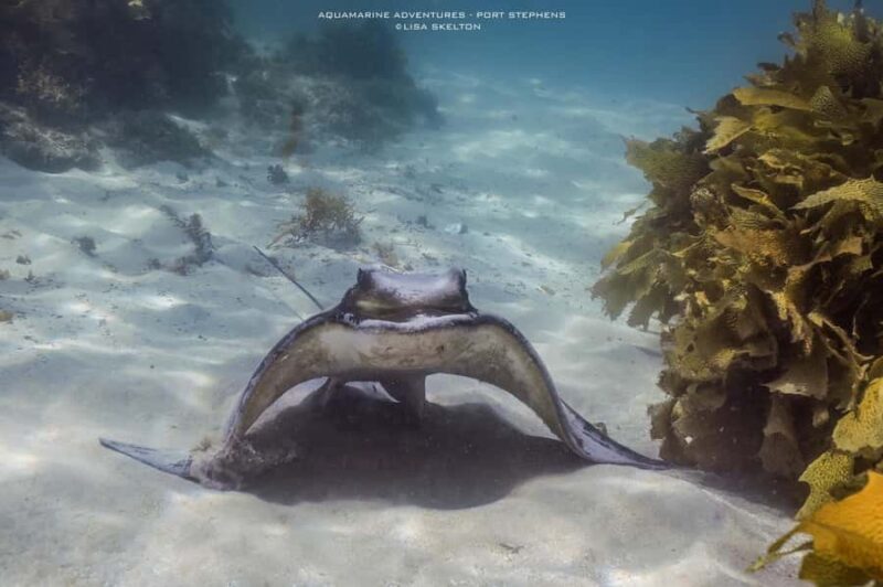 Port Stephens: Port Stephens Island Snorkel Adventure Cruise - Practical Tips for Booking and Enjoying the Tour