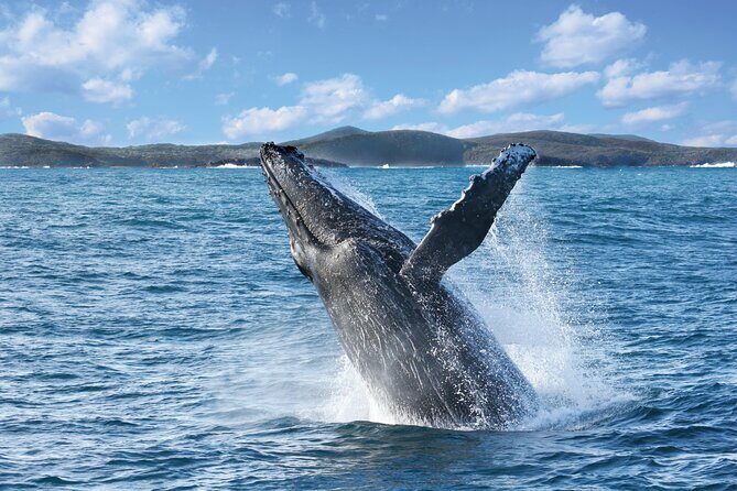 Port Stephens: Whale Watching Cruise - The Itinerary in Detail
