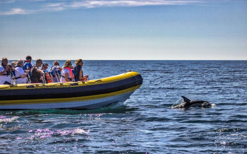 portimao-2-hour-dolphin-watching-boat-tour