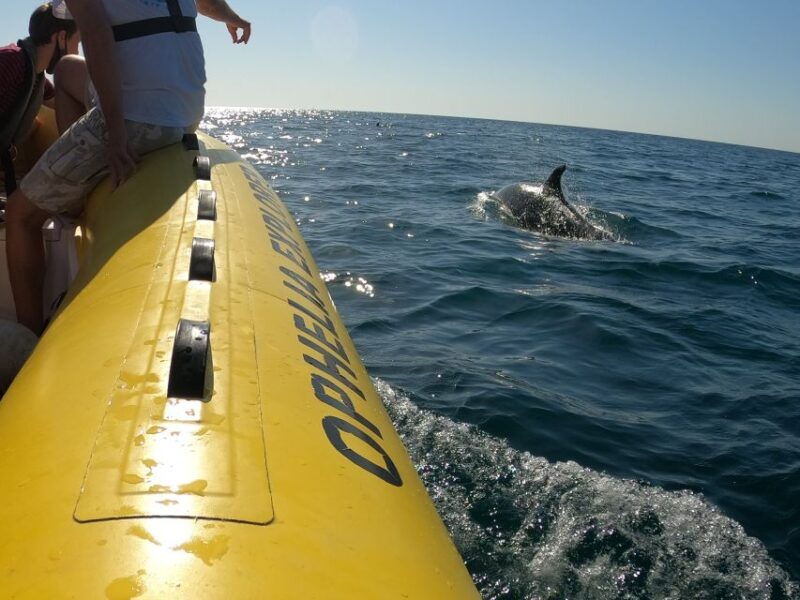portimao-2-hour-dolphin-watching-boat-tour