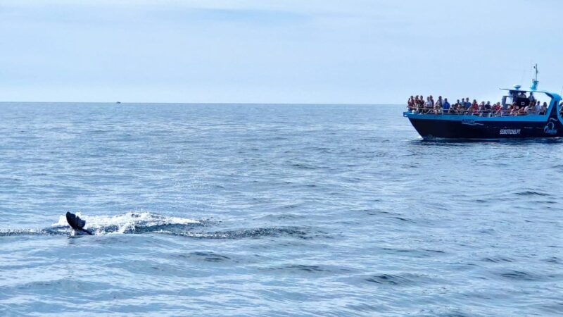 portimao-benagil-caves-dolphins-watching-with-biologist