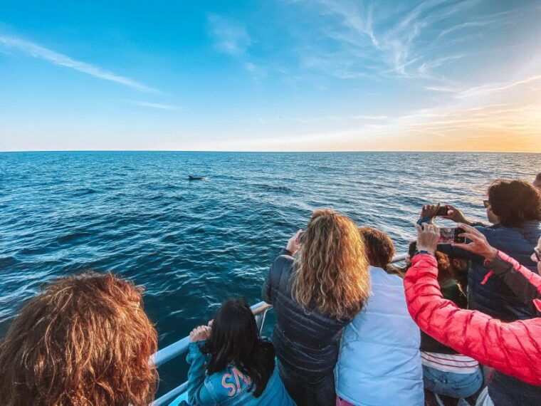 portimao-benagil-caves-dolphins-watching-with-biologist