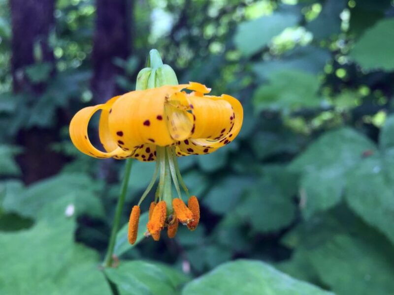 portland-silver-falls-hike