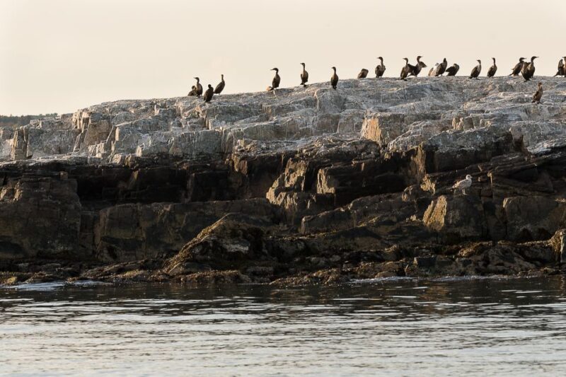 Portland: Sunset Lighthouse Cruise in Casco Bay with Drinks - Authentic Insights from Reviewers