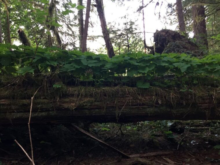 portland-the-mt-st-helens-adventure-tour