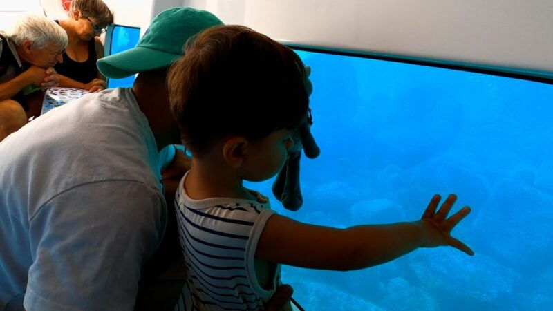 porto-discovery-of-the-marine-fauna-and-flora-bay-of-porto