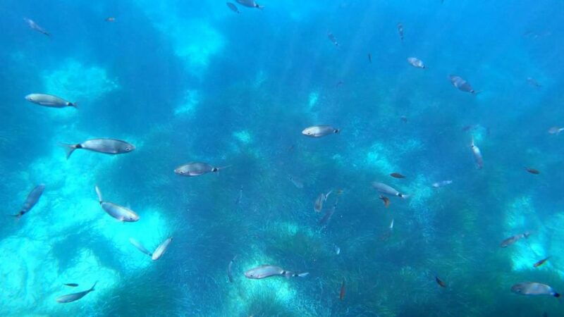 porto-discovery-of-the-marine-fauna-and-flora-bay-of-porto