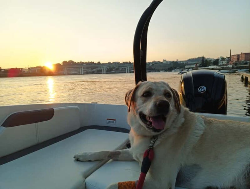 Porto: Douro River Boat Cruise Tour with Port Wine Tasting - Practical Details and Value
