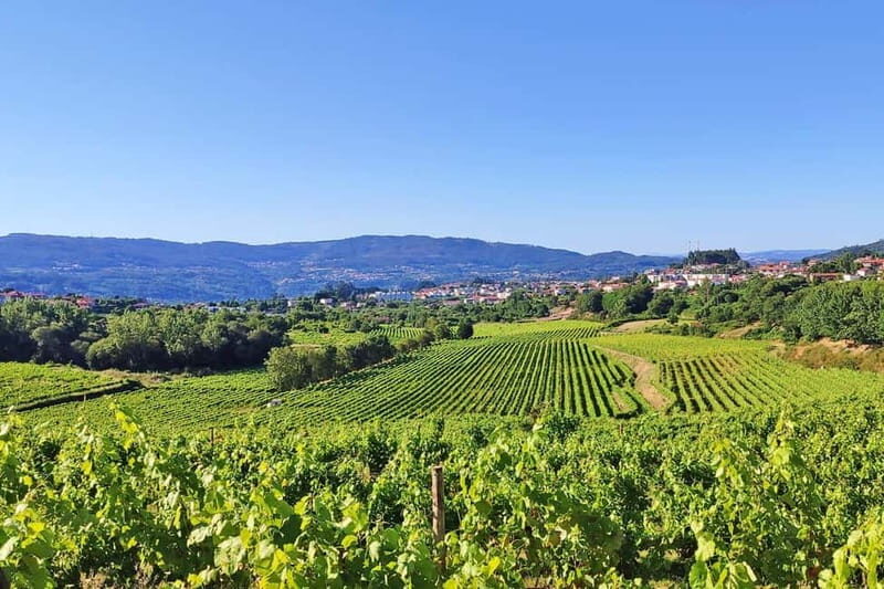 Porto: Douro Valley Exclusive Vinho Verde Tour - Introduction: What to Expect from the Douro Vinho Verde Tour