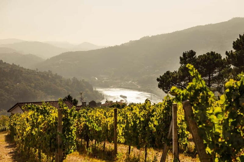 Porto: Douro Valley Exclusive Vinho Verde Tour - The Experience: What Makes It Special