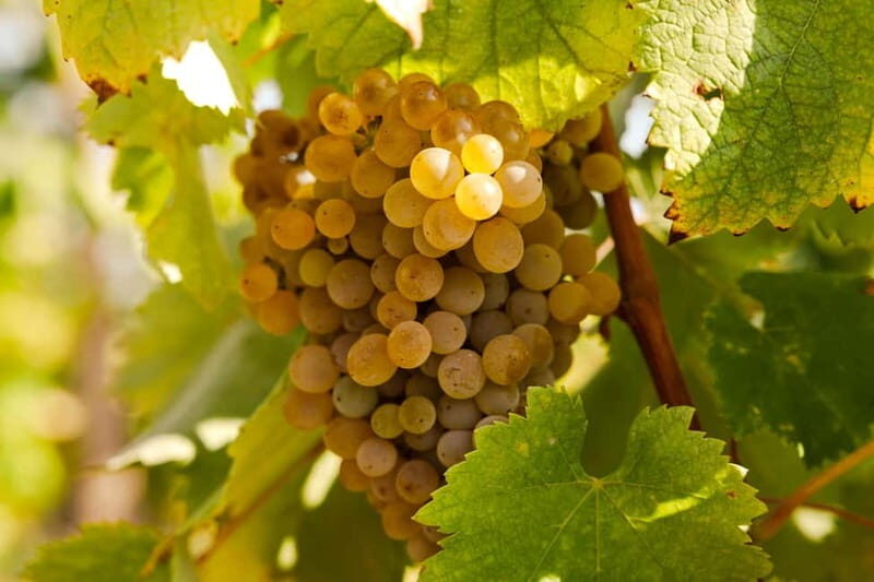 Porto: Douro Valley Exclusive Vinho Verde Tour - Authentic Encounters and What Reviewers Say