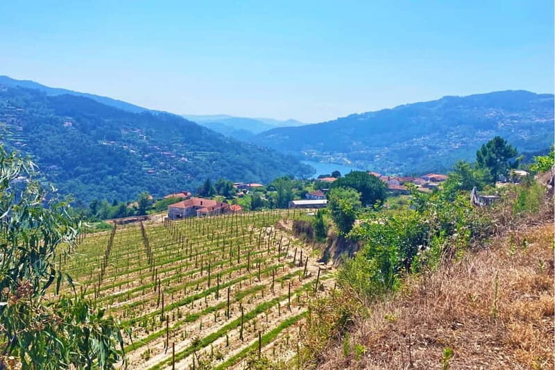 Porto: Douro Valley Exclusive Vinho Verde Tour - The Sum Up