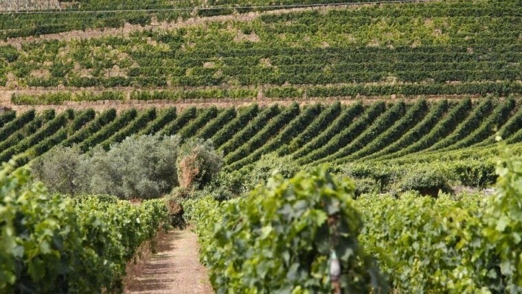 porto-douro-valley-tour-at-2-wineries-lunch-and-cruise