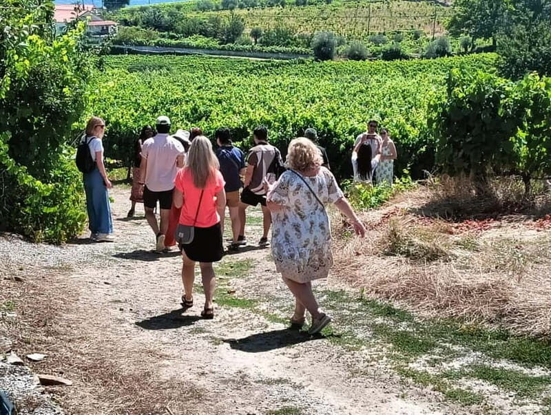 Porto: Douro Valley Tour with 2 Wineries, Lunch, & Boat Trip - What Makes This Tour a Great Choice?  